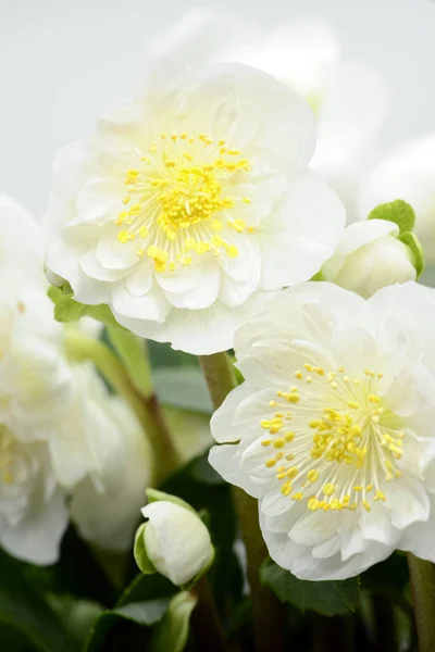 Flor blanca del hellebore floreciendo — Foto de Stock