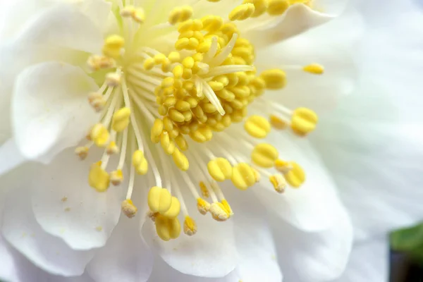 Fleur d'hellébore blanc fleurissant — Photo