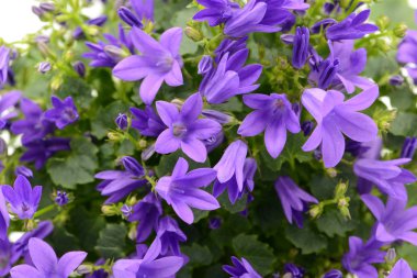 beyaz izole bac üzerinde mavi bellflowers (Campanula poscharskyana)