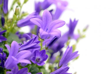 beyaz izole bac üzerinde mavi bellflowers (Campanula poscharskyana)