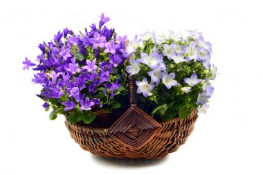 beyaz izole bac üzerinde mavi bellflowers (Campanula poscharskyana)