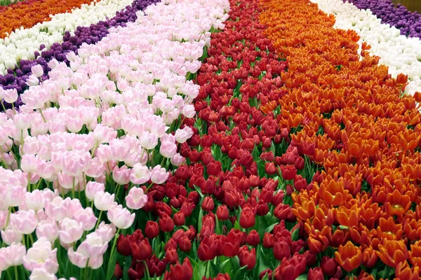 Campo de tulipas na primavera. listras de cores diferentes . — Fotografia de Stock