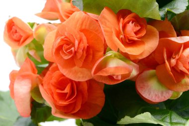Beyaz izole arka planda turuncu kırmızı Begonia Elatior çiçek