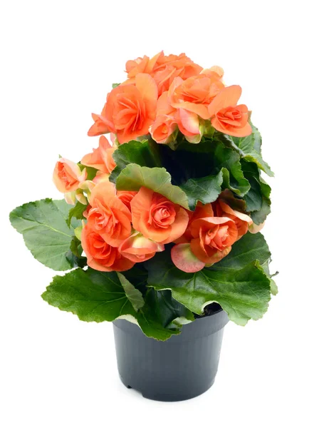 Orange red Begonia Elatior flower in flowerpot on white isolated — Stock Photo, Image