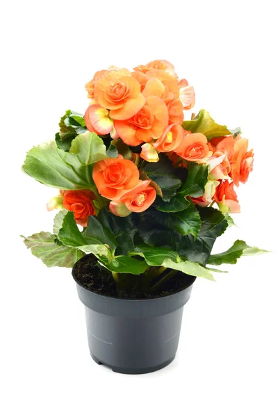 Orange röd Begonia palmliknande blomma i blomkruka på vitt isolerade — Stockfoto