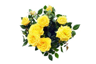 arka plan beyaz sarı gül demet izole. Üstten Görünüm