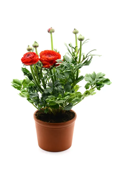 Ranunculus asiaticus Buttercup persa em backgro isolado branco — Fotografia de Stock