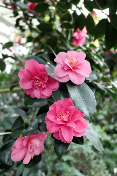 Teste di fiori rosa camelia rossa di cespuglio in fiore — Foto Stock