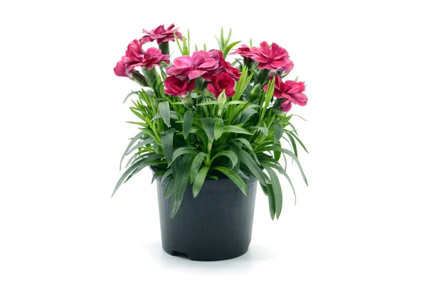 Purple pink dianthus flower in flowerpot. горшок на белом — стоковое фото