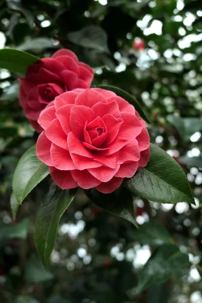 Camélia Rosa Vermelho Flowerheads Arbusto Flor — Fotografia de Stock