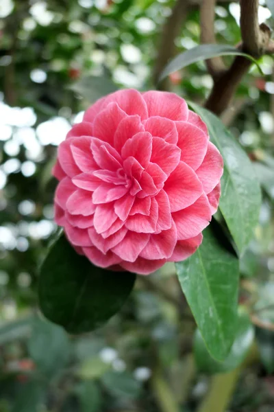 Roze rode camellia flowerheads van bush in bloei. — Stockfoto