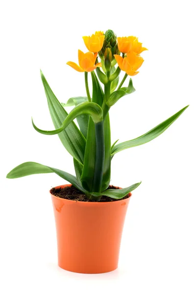 Flor de estrela de Belém (Ornithogalum dubium) sobre o branco isolado — Fotografia de Stock