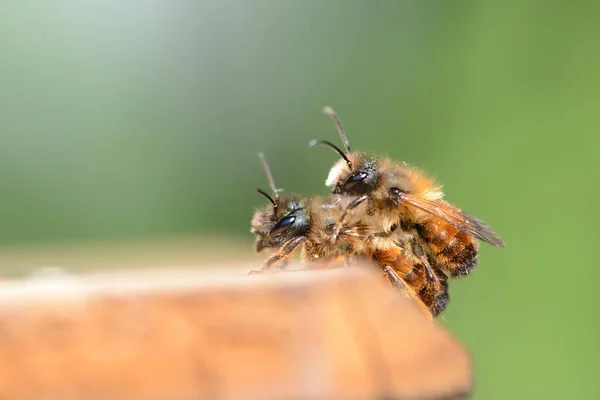 yabani arı Osmia bicornis böcek hotel çiftleşme springtim içinde çatı