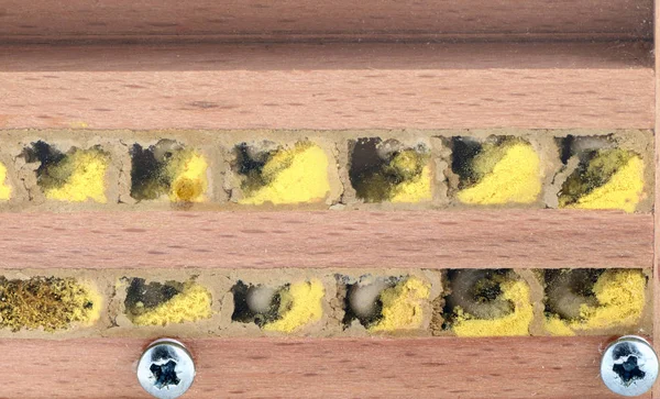 yabani arı Osmia bicornis larva böcek otel. AA – ND'lerin içine bak