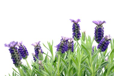 İspanyol lavanta (Lavandula stoechas yakın çekim makro)