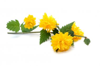 (Kerria japonica ) beyaz izole arka plan üzerinde dal