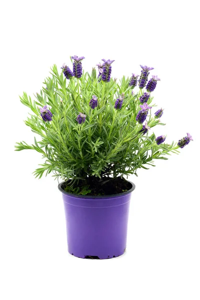 Maceta de lavanda española (Lavandula stoechas) en iso blanco —  Fotos de Stock