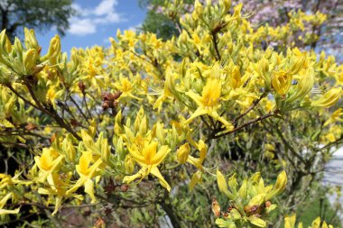 sarı açelya çalı çiçek mavi gökyüzü karşı. bahar zamanı.