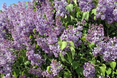 Bahar zaman mor leylak çiçeği.