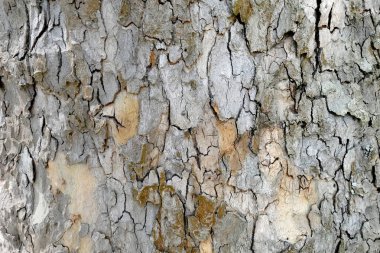  Çınar ağacı kabuğu (platanus) tam çerçeve arka plan