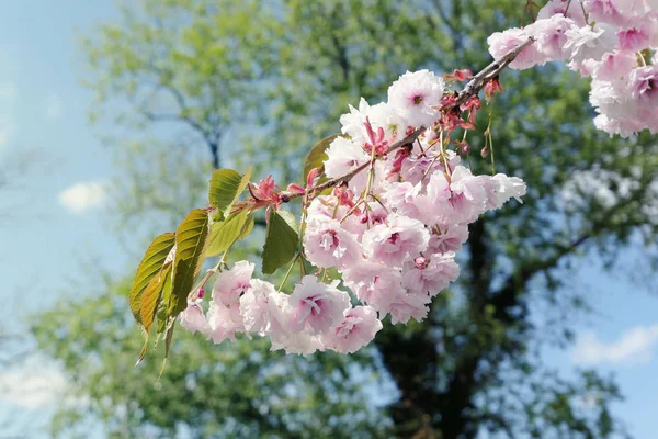 Cherry blossom against blue sky with clouds. spring time. — Stock Photo, Image