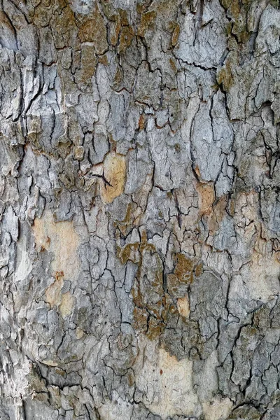 Corteza de árbol plano (platanus) fondo de marco completo — Foto de Stock