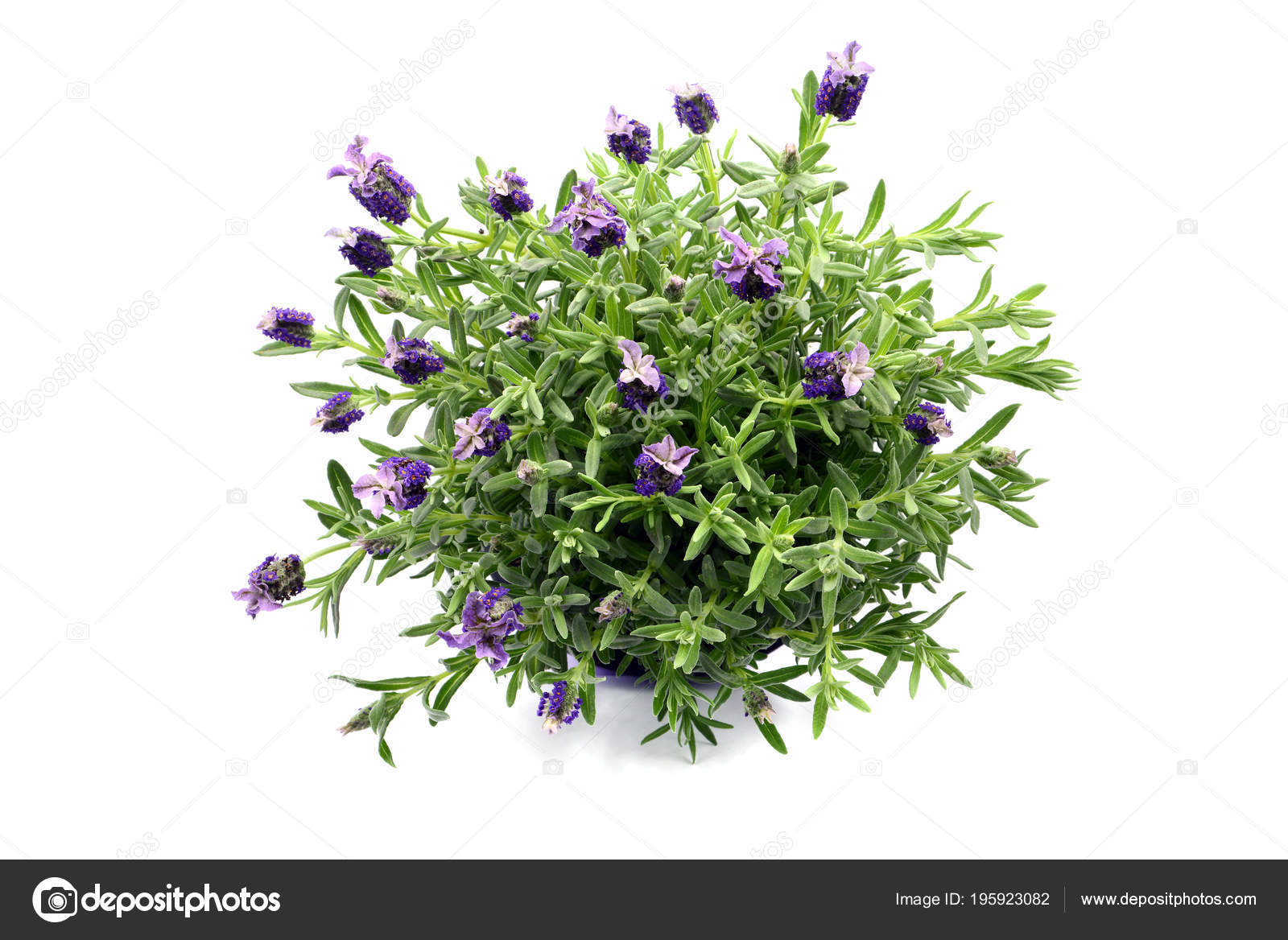 Top View Spanish Lavender Lavandula Stoechas White Isolated Background