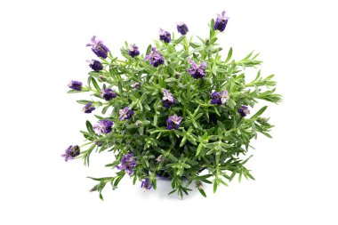 beyaz izole zemin üzerine İspanyol lavanta (Lavandula stoechas) Üstten Görünüm.