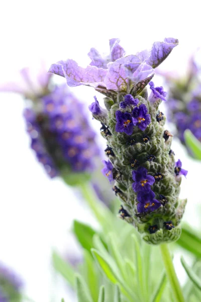 Macro Lavanda Española Lavandula Stoechas Con Cabezas Flores Sobre Fondo —  Fotos de Stock