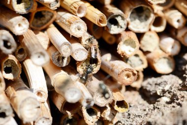 Erkek yabani arılar (Osmia bicornis) bambu çubuklarından yapılmış böcek otelinde uçarlar..