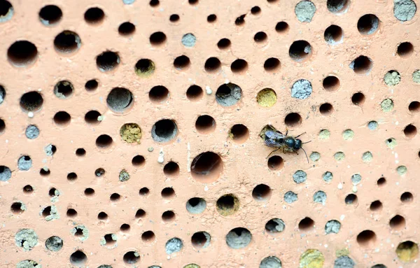 Wilde Bijen Insectenhotel Gemaakt Van Rode Baksteen Met Nestgaten — Stockfoto