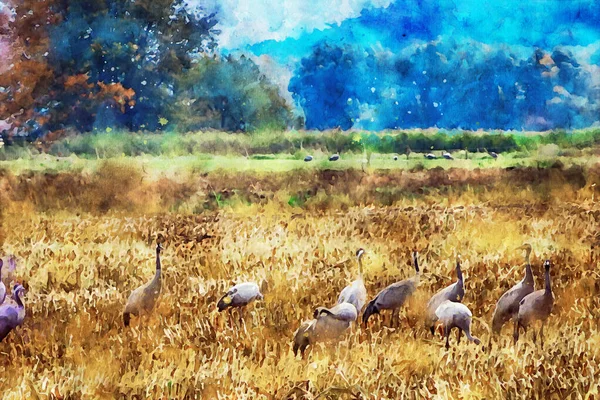 Pintura Aquarela Guindaste Europeu Duricng Migração Aves Outono Campo Região — Fotografia de Stock