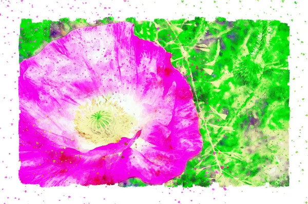 Watercolor Painting Poppy Flower Blossom Summer Time Frame Dots — Stock Photo, Image