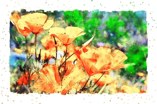 Watercolor Painting Orange California Poppy Flower Blossom Summer Time — Stock Photo, Image