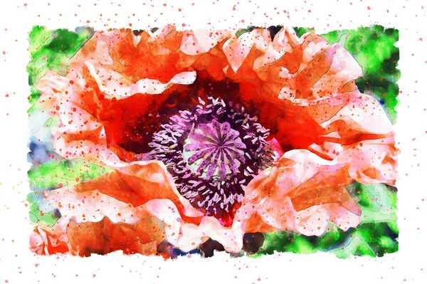 Watercolor Painting Detail Poppy Flower Blossom Summer Time Frame Dots — Stock Photo, Image