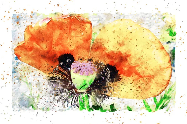 Watercolor painting of detail poppy flower blossom in summer time. frame with dots.