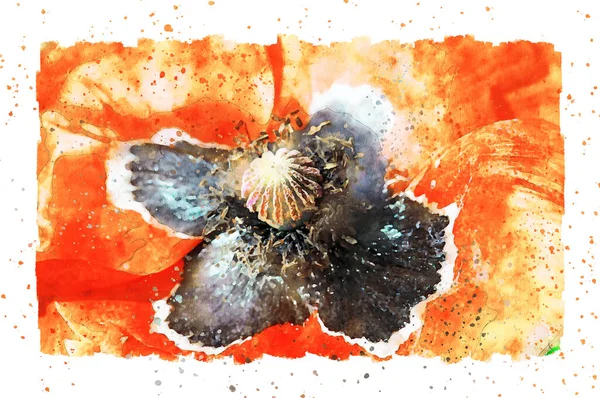 Aquarellmalerei Von Detail Mohnblume Blühen Sommer Rahmen Mit Punkten — Stockfoto