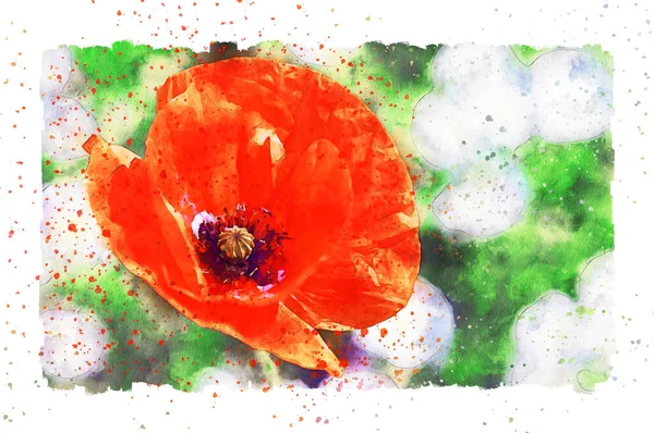Watercolor painting of detail poppy flower blossom in summer time. frame with dots.