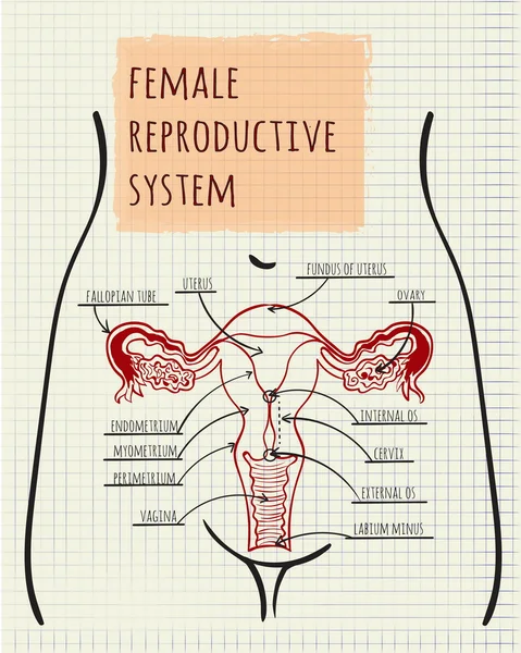 Diagram ženského reprodukčního systému — Stockový vektor