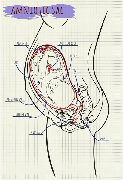 Schéma amniotik pytel dítě — Stockový vektor