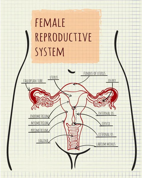 Kadın üreme sistemi diyagramı — Stok Vektör