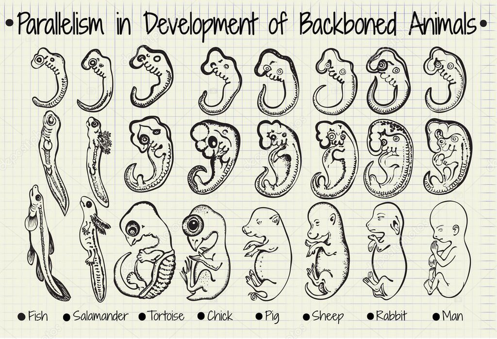 diagram of the parallel development of the backboned