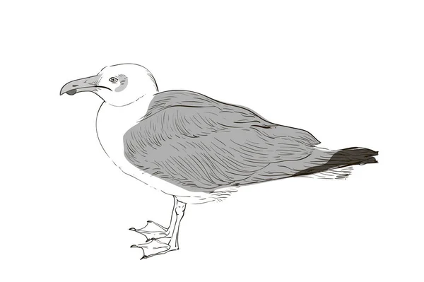 Dibujo de una gran gaviota blanca — Archivo Imágenes Vectoriales