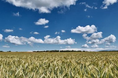 Çavdar alan ve mavi gökyüzü