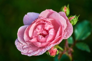 Bahçede kırmızı gül