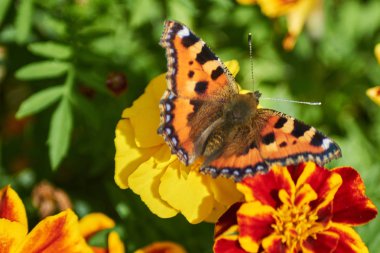 Butterflie bahçesinde çiçek