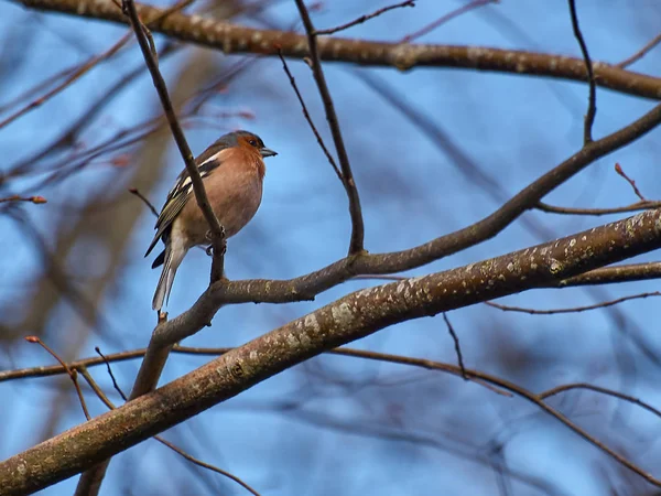 Petit Oiseau Sur Les Branches — Photo