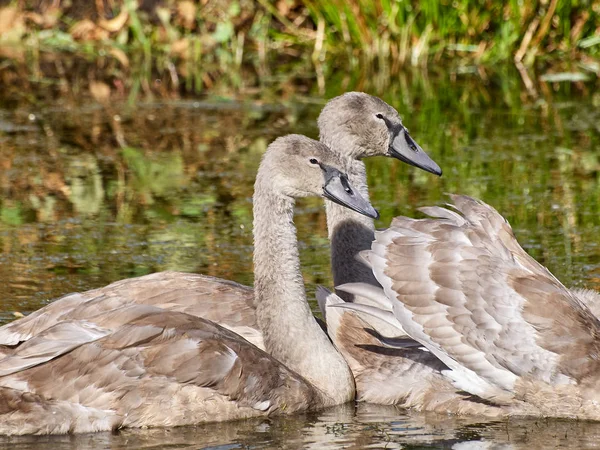 Two Swans Lake — Stock Photo, Image