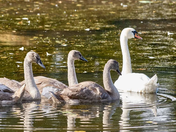 Four Swans Lake — Stock Photo, Image