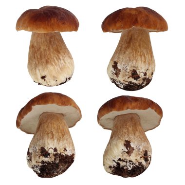 Boletus mantar, ayrı tut. Cèpes.